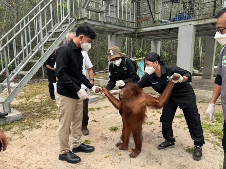 Wapres Kunjungi Pusat Rehabilitasi Orangutan di Kalteng, Pastikan Pemulihan Satwa dan Habitatnya dari Dampak Karhutla