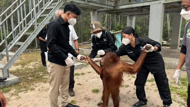 Wapres Kunjungi Pusat Rehabilitasi Orangutan di Kalteng, Pastikan Pemulihan Satwa dan Habitatnya dari Dampak Karhutla